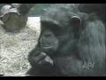 Comedy "Funny Animals" - Part VII