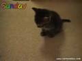 Sleepy Kitten 3 - Cute things falling asleep: Sleepy Cat