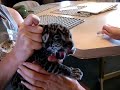 Rocco nail clipping