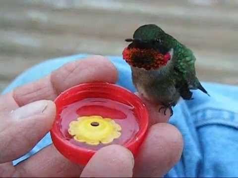 how to provide water for hummingbirds