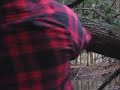 canoeing through the branches