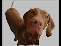 A Vizsla is a very special dog, full of energy and therefore not the easiest one!Please be absolutely sure that you are able to offer him almost all of your free time (...and the right occupation)! If you are not ready (and able) to do that, you will make the vizsla unhappy just as yourself! You should get another dog then.A few explanations on the 
