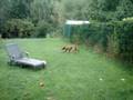 Are you fit enough for a Vizsla ?