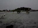 Mutley At Venice Beach Part II