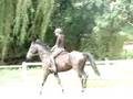 laisse courir dressage