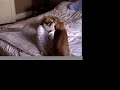 CAT動画