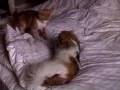 Cat and Dog Combat