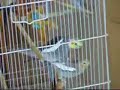 Cockatiels Mating Cockatiels Mating