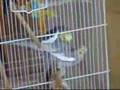 Cockatiels Mating