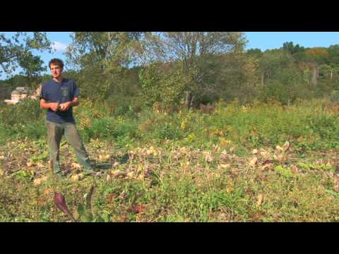 how to harvest squash