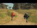 Red chocobo raising: compete - win