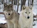 Wolf Contest Video