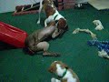 Brittanys Wrestle Weimaraner