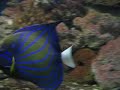 Huge Size Blue Ring Angelfish at Tail Waaggers.