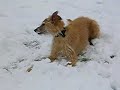 Fern the Snow Lurcher Fern the Snow Lurcher