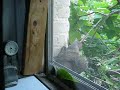 Squirrel Nesting Squirrel Nesting