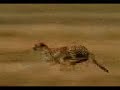 H & S PRODUCTIONS - TIGER