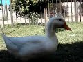 Mi mundo ... cuac cuac...  :)