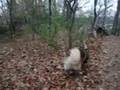 Wiggles When She Walks