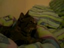 Cat watching TV