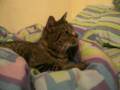 videos de Cat watching TV