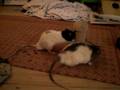 futterspender2