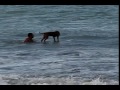 SUPERGROM - Ayoa Surf Dog SUPERGROM - Ayoa Surf Dog