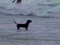 SUPERGROM - Ayoa Surf Dog