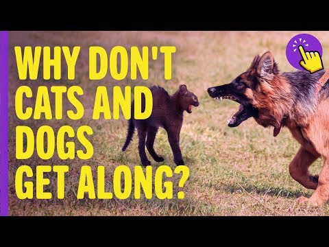 Why don't cats and dogs get along? | Interesting to know | Keep it in mind