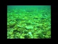 Lake Trout on Spawning Reef