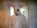 Le lapin qui va gambader en amphi