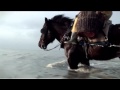 The last horse fishermen of Belgium