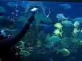 Shark Feeding at KLCC Aquaria