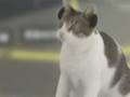 Cat enjoy music