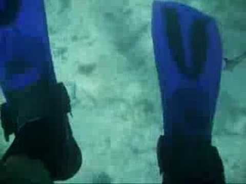 remora