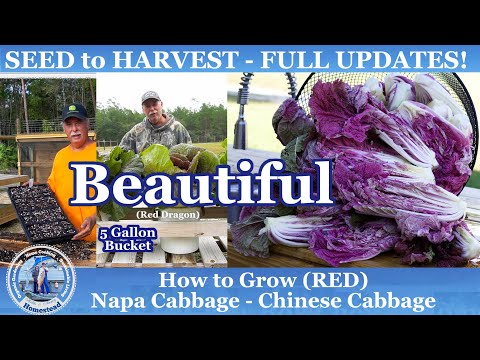 video-linktoworks-How to Grow Napa / Chinese Cabbage in Containers from...