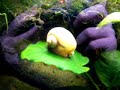 Aquarium plants