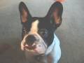 French Bulldog Emmitt