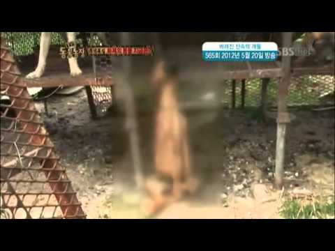 개보지 - 공식홈페이지 : http://tv.sbs.co.kr/zoo/ 최신 영상 더보기 : http://netv.sbs.co.kr VCR.1 추석특집 , 미공개 X 파일 추석특집 동물농장! 미공개 X파일이 떴다! 천재 쥐에~ 누워 자는 닭, 그리고 경국지색...