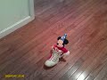 shoe fights: stitch v.s mickey mouse.wmv