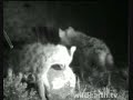 Hyenas Play with African Drum Hyenas Play with African Drum