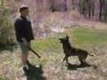 Dog Training - Learn how to train your dog obedience