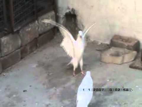 indian pigeon - YASHPAL YADAV (DELHI)