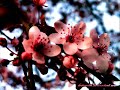Sedge Flower (Shenmue Orchestra Version)