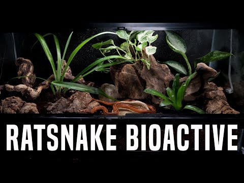 YouTube reptile video