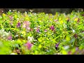 BEAUTIFUL SPRING MEADOW & BIRDS SINGING - ..