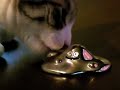 cat vs cat vs