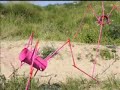 pinks.html