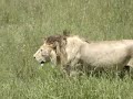 The best of our safari in Kenia and Tanzania, covering several wild life parks: Tsavo West, Tarangire, Serengeti and Ngorongoro.