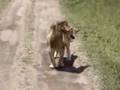 Tanzania Safari 
